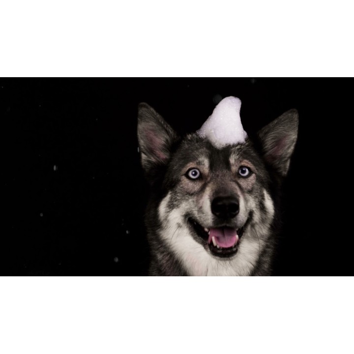 Shampoobar Groomers Secret