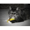 Yeowww! Chicata Banan L16cm Yeowww! Chicata Banan L16cm