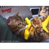 Yeowww! Chicata Banan L16cm Yeowww! Chicata Banan L16cm