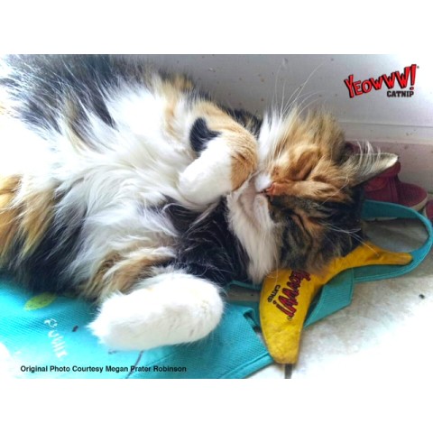 Chicata Banan  L16cm Yeowww!