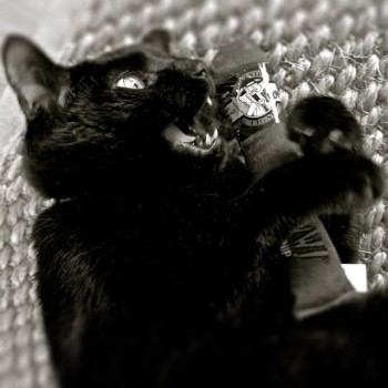 Cigarbrun L3cm Yeowww! Cigarbrun L3cm Yeowww!