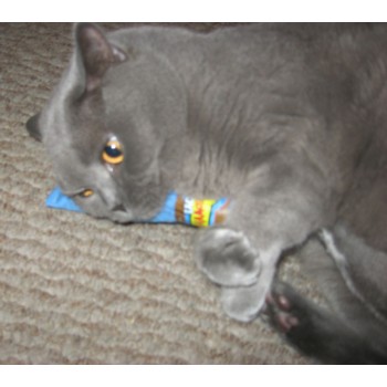 Cigarblå L17cm Yeowww! Cigarblå L17cm Yeowww!