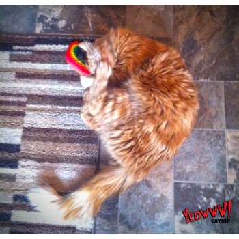 Regnbue  L16.5cm Yeowww!