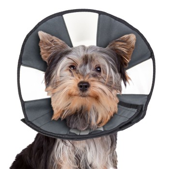 Procone S Halskrave Zenpet Procone S Halskrave Zenpet