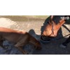 Excellent Horse Totalbalance 1 liter Excellent Horse Totalbalance 1 liter
