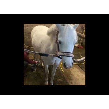 Enhjørningsshampoo Lavendel 250 ml Lucky Horse Enhjørningsshampoo Lavendel 250 ml Lucky Horse