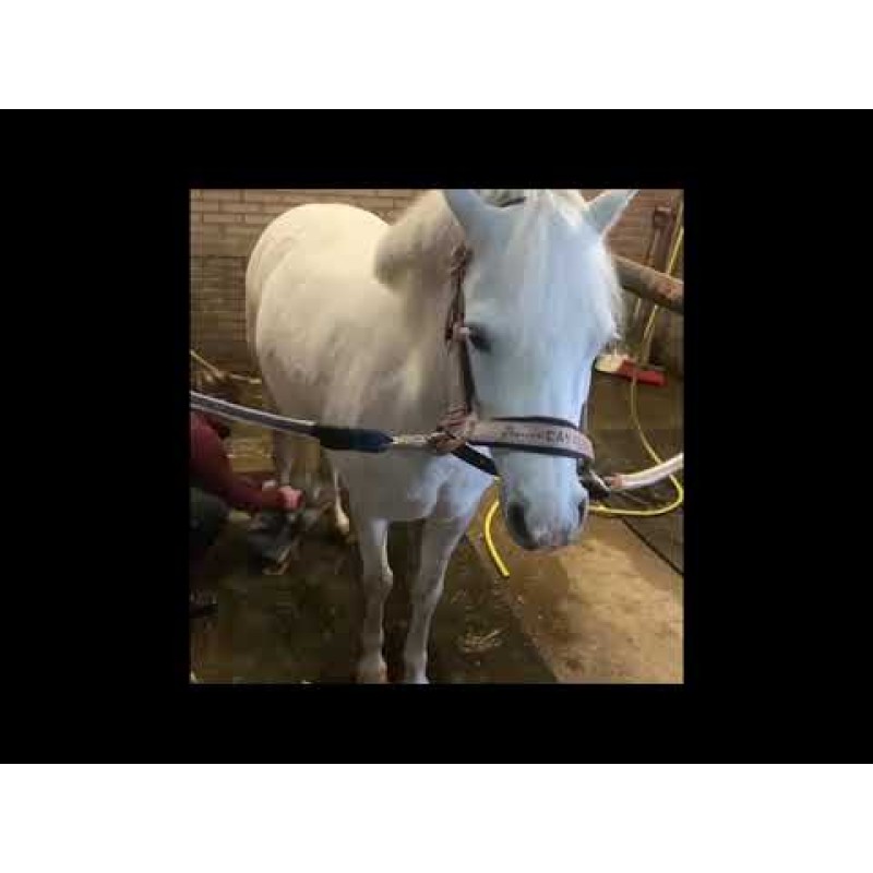 Lucky Horse Enhjørningsshampoo Lavendel 250 ml Lucky Horse Enhjørningsshampoo Lavendel 250 ml