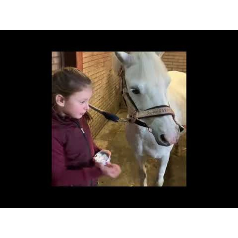 Lucky Horse Enhjørningshestegodbidder Lucky Horse Enhjørningshestegodbidder