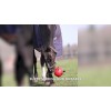 Excellent Horse Maximus Sjov legebold gul 20cm Excellent Horse Maximus Sjov legebold gul 20cm