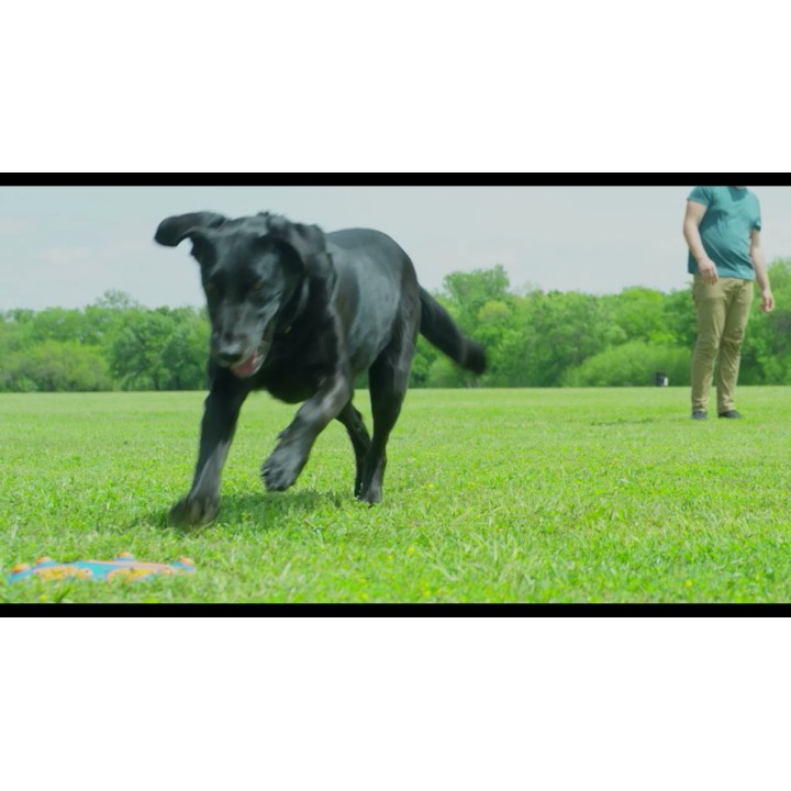 Fløjteflyvning Hundelegetøj Chuckit!