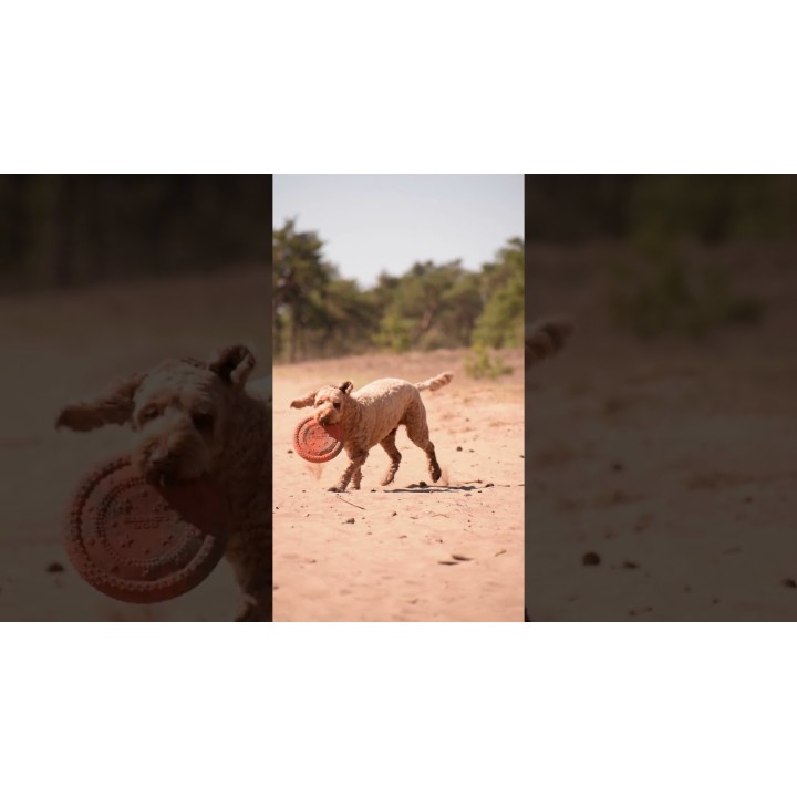 UFO Flyer Grøn Dog Comets