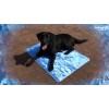 CoolPets Hundemåtte 24/7 Skridsikker Betræk XL CoolPets Hundemåtte 24/7 Skridsikker Betræk XL