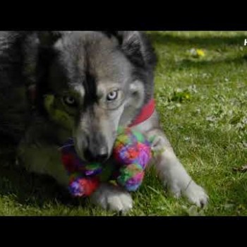Hundebamse  Alpaca - L FantaZoo